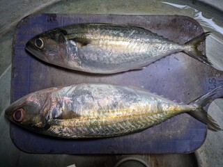 fresh fish on the market