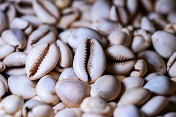 cowries as a currency before money in africa