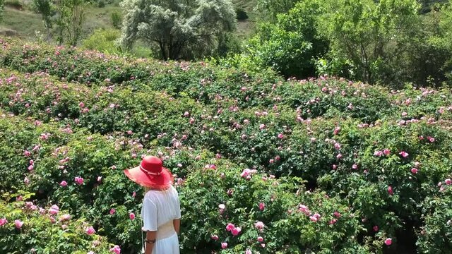 woman is walking in rose fields with her white dress and red hat, Isparta Turkey. aerial footage
