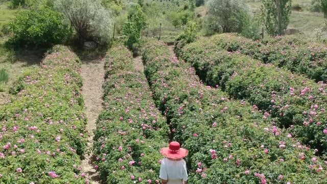 woman is walking in rose fields with her white dress and red hat, Isparta Turkey. aerial footage