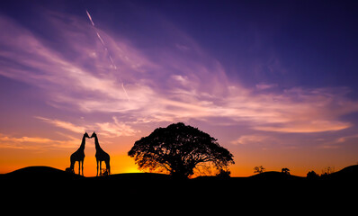 Amazing sunset and sunrise.
Panorama silhouette in africa with sunset, dramatic sunrise safari. african giraffe theme.