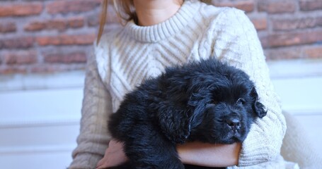 Newfoundland puppy resting in the arms of a girl.