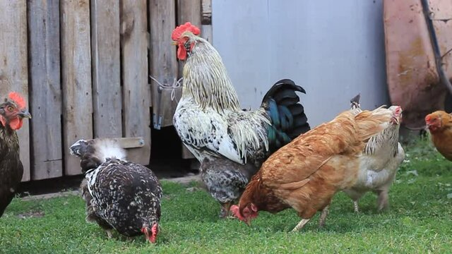a motley big rooster stands in the yard with chickens and walks on green grass, breeding poultry