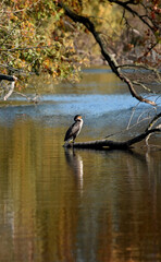 Phalacrocorcidae