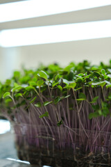 Sprouts of fresh purple radish sprouted on coconut substrate. Microgreens.