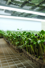 Young sprouts of sunflower close-up. Micro green cultivation, small business