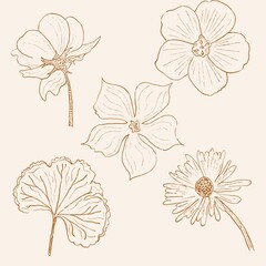 set of-line art botanical drawing 