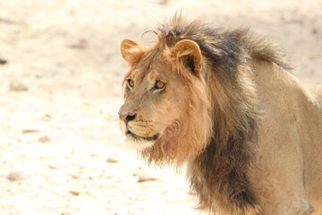 Male Lion in the Kgalagadi