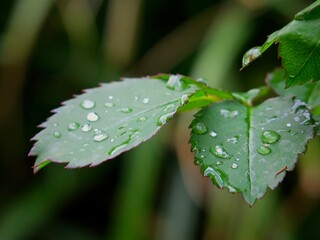 water droplet on rose leaf