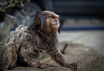 White tufted marmoset monkey