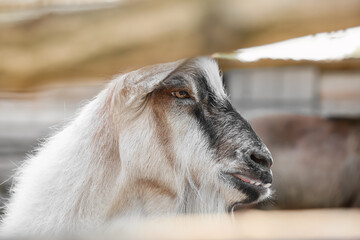 Cute funny goat on farm