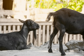 Cute black goats on farm