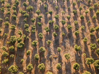 Olive trees plantations in the south of Italy near Bari town.