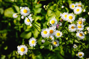 Beautiful garden chamomile flowering plants in grass. Camomile flowers. Top view Camomile tea with camomile flowers. Small white flowers on background of green grass. Studio Photo.