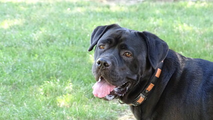 Corso in attesa di ordini