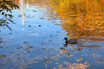 Cute duck swimming in pond on autumn day