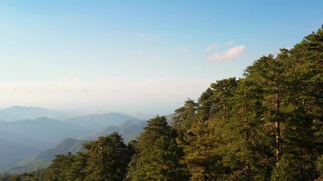 Mountain forest with green coniferous trees. Troodos, Cyprus