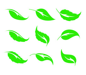 Set of nine green leaves vector icon on a white background. Elements for eco, medical, pharmacy and bio logos. 
