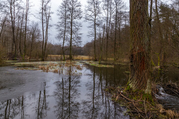 Swamps in Kampinos Forest, Masovian, Poland.