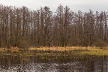 Fototapeta na wymiar Swamps in Kampinos Forest, Masovian, Poland.