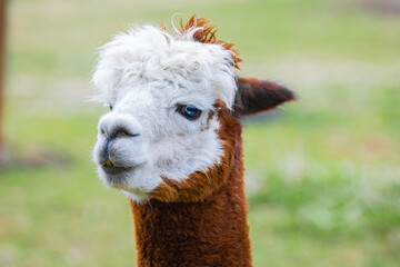 Obraz premium alpaca with bright blue eyes looking very close into the camera portrait in detail focus