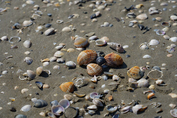 Muscheln am Strand