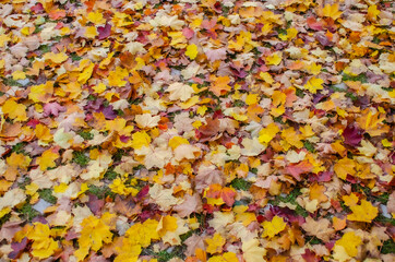 Autumn leaves background with maple leaves in differnt colors