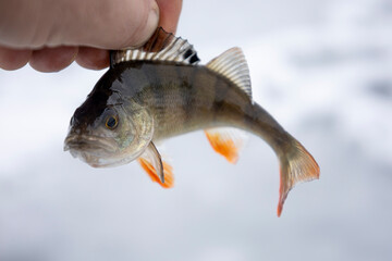 River perch fish in hand. Winter fishing.