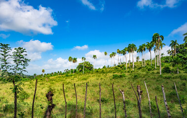 Fototapeta na wymiar Dominican Republic jungle landscape