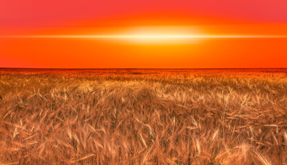 Beautiful landscape of sunset over  wheat field at summer -  Golden wheat in the field at sunset light.      © muratart