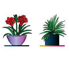 Homemade flowers in pots: amaryllis and dracaena