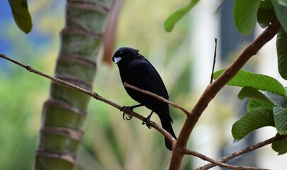 Obraz premium chupim