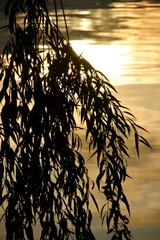 willow by a lake during sunset