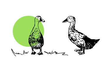 Hand drawn ducks. Vector poultry illustration. Black drawing on white background