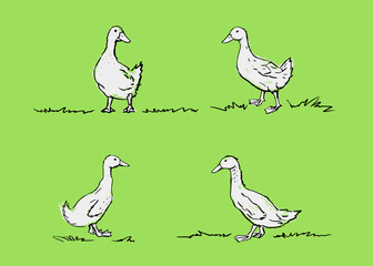 Hand drawn ducks. Vector poultry illustration. Black drawing, white textural silhouette on a green background