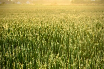 summer sunset over a field