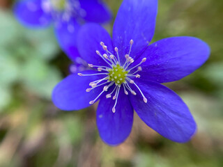 Anemone hepatica (common hepatica, liverwort, kidneywort, pennywort), Hepatica revealed in early spring in the garden.