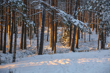 Beautiful winter forest illuminated by the evening sun. Trees covered with white snow