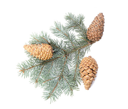 Fir branch with beautiful pine cones on white background
