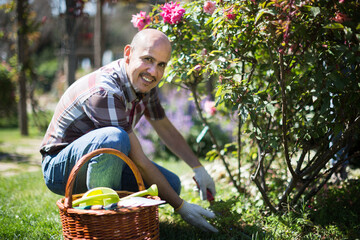 man gardener caring for roses in the garden