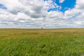 A lonely tree in the distance, surrounded by a field. Summer landscape. The sky in the clouds