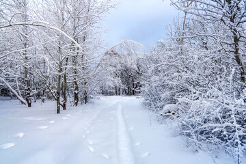 Winter forest Background. winter forest scenery. Scenic image of tree. Frosty day, calm wintry scene. Ski resort. Great picture of wild area