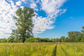 Large lonely tree in the field. Traces of agricultural vehicles on the grass. Summer landscape