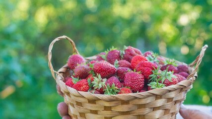Fototapeta na wymiar Harvest red strawberries in your garden in summer