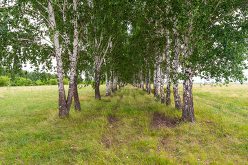 View though the trees of a birch alley