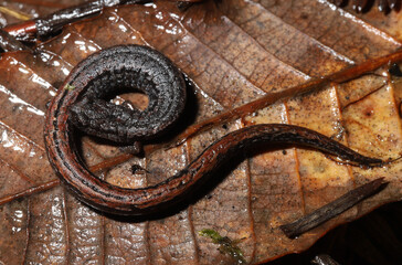 California Slender Salamander (Batrachoseps attenuatus) curled on a leaf. 
