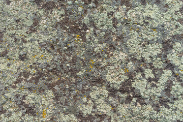 Lichen crust on the stone as a natural background. Moss pattern and texture.