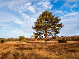 Pine tree on heath habitat in North Yorkshire with a blue winter sky