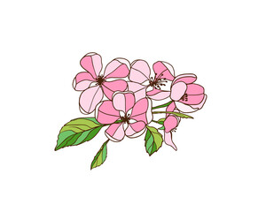 Blooming apple tree branch. Pink flowers. Vector illustration