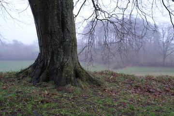 Weidelandschaft mit einzelstehenden Bäumen bei Nebel
